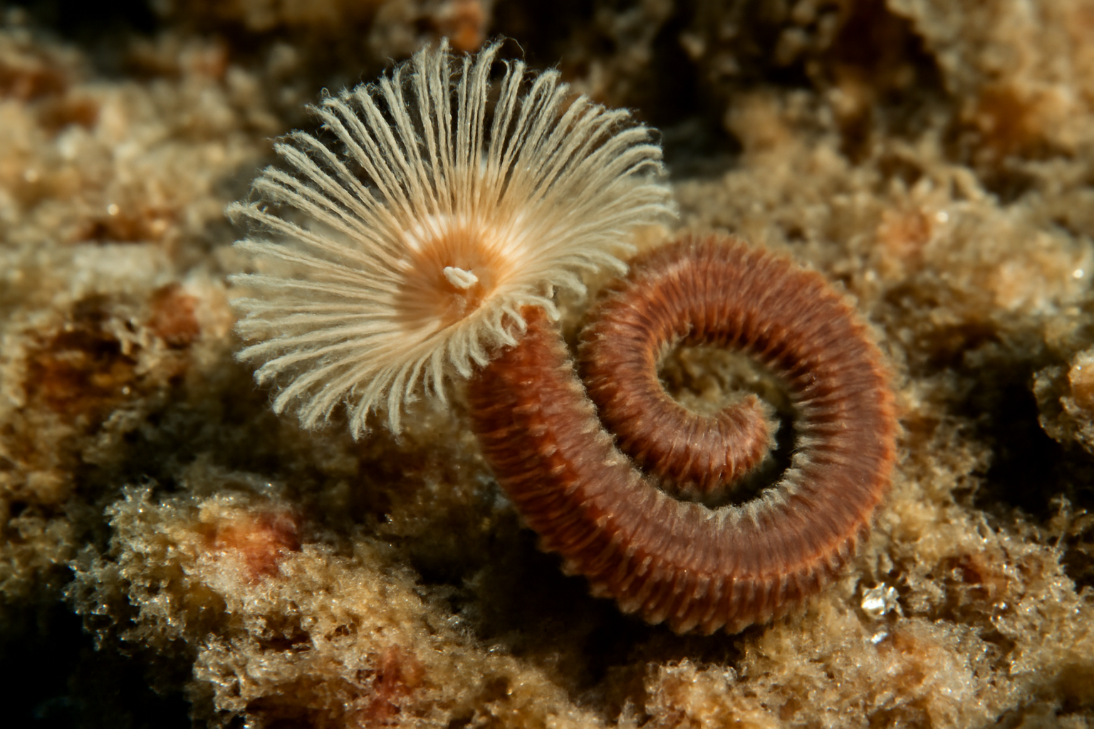 Augener's Coral Worm