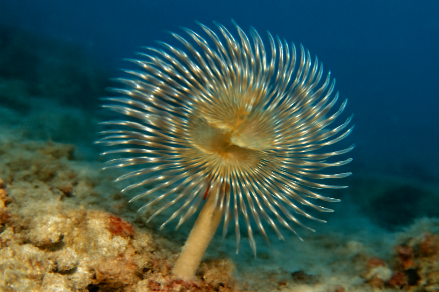 Plume Worm