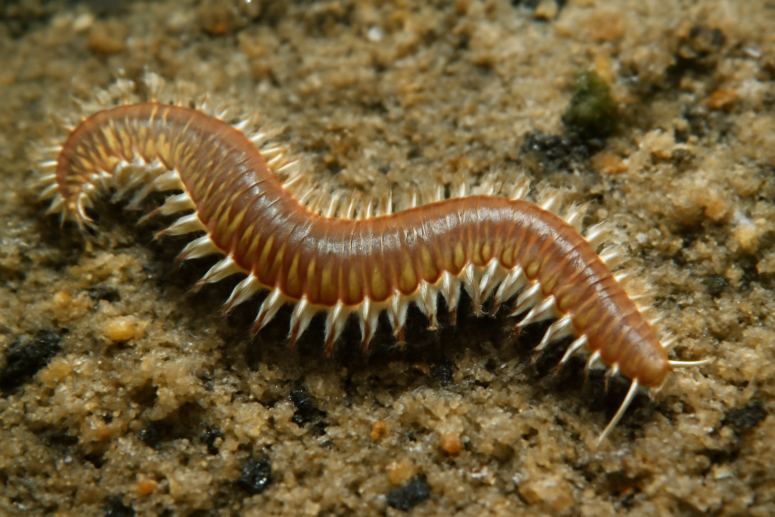 Marine Bristle Worm