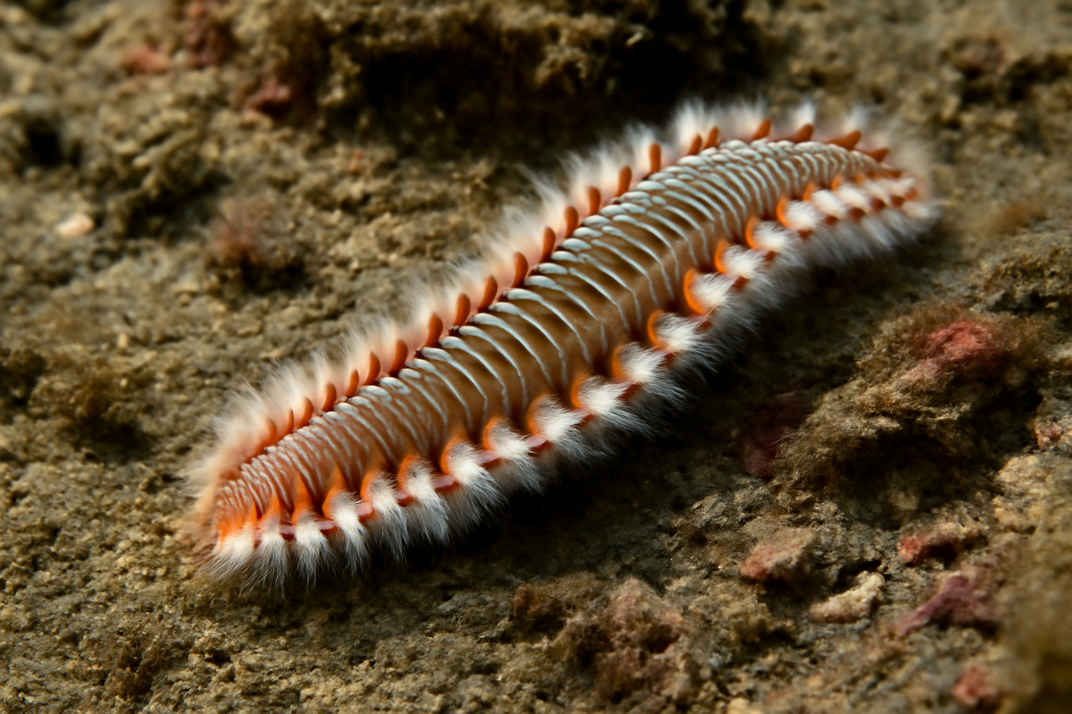 Banded Marine Worm