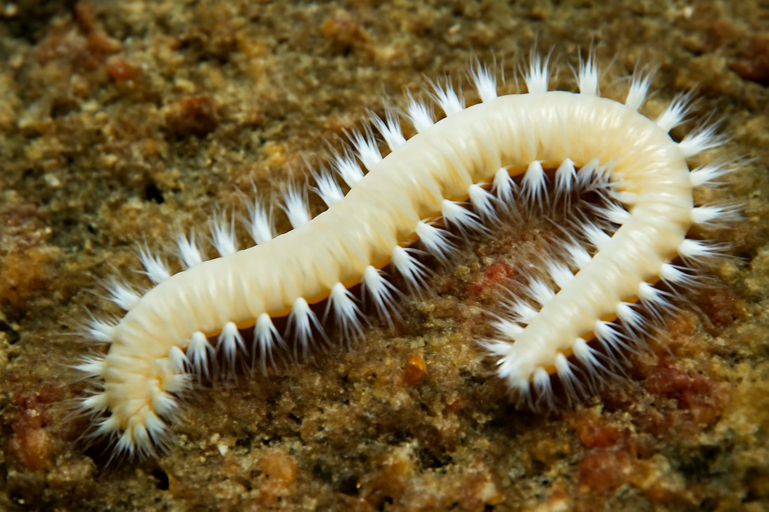 White Bristle Worm
