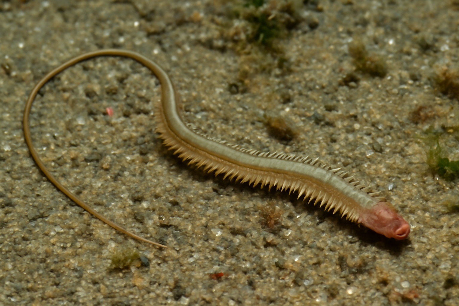 Long-tail Worm