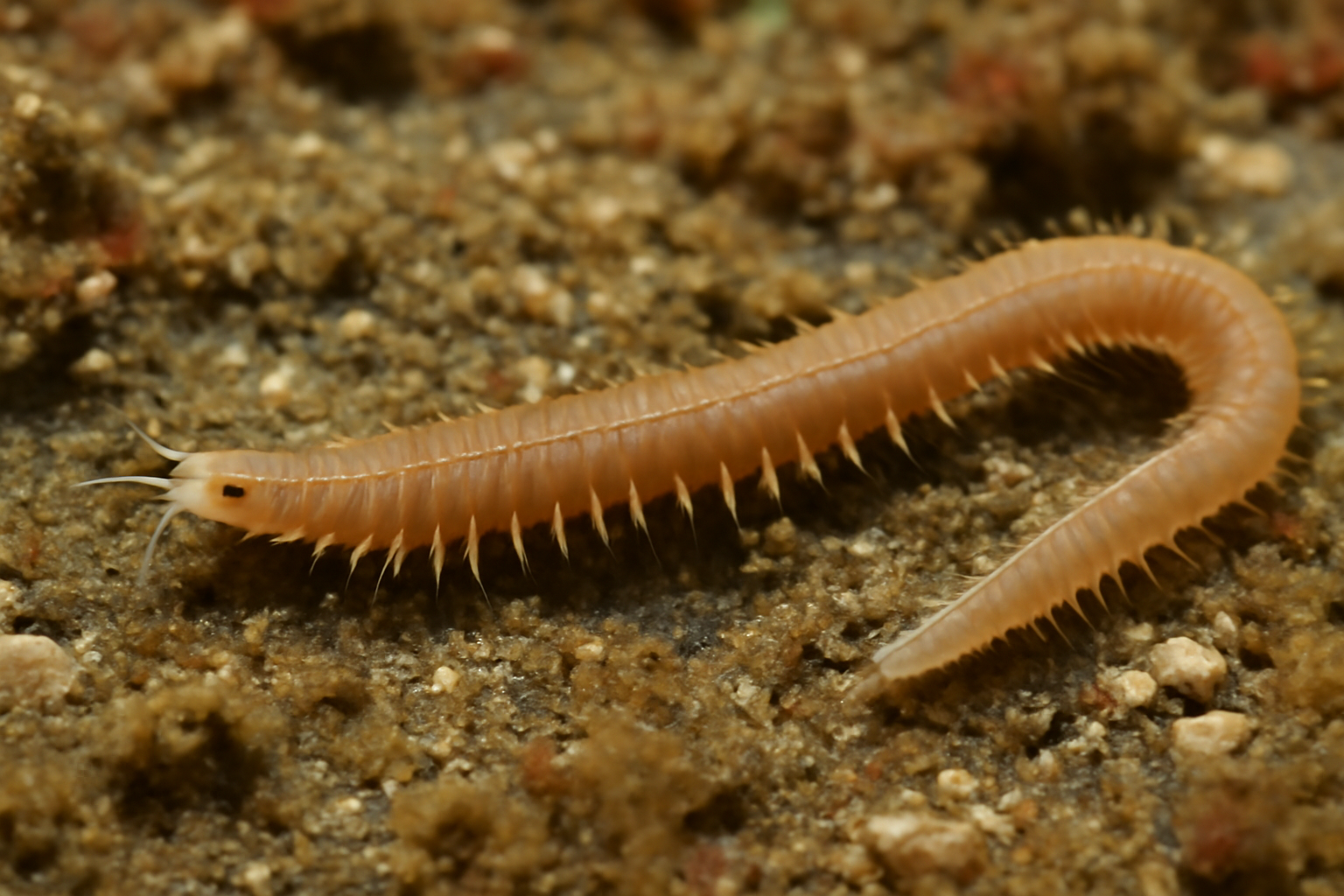 Mediterranean Lumbrinerides