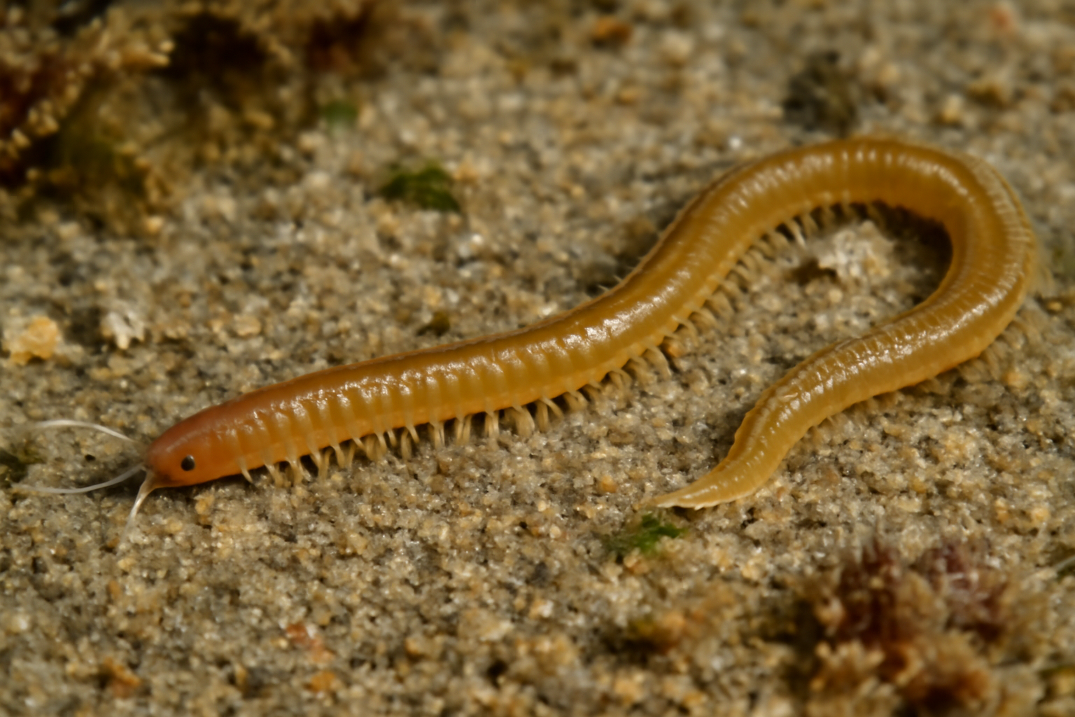 Mediterranean lumbrineris