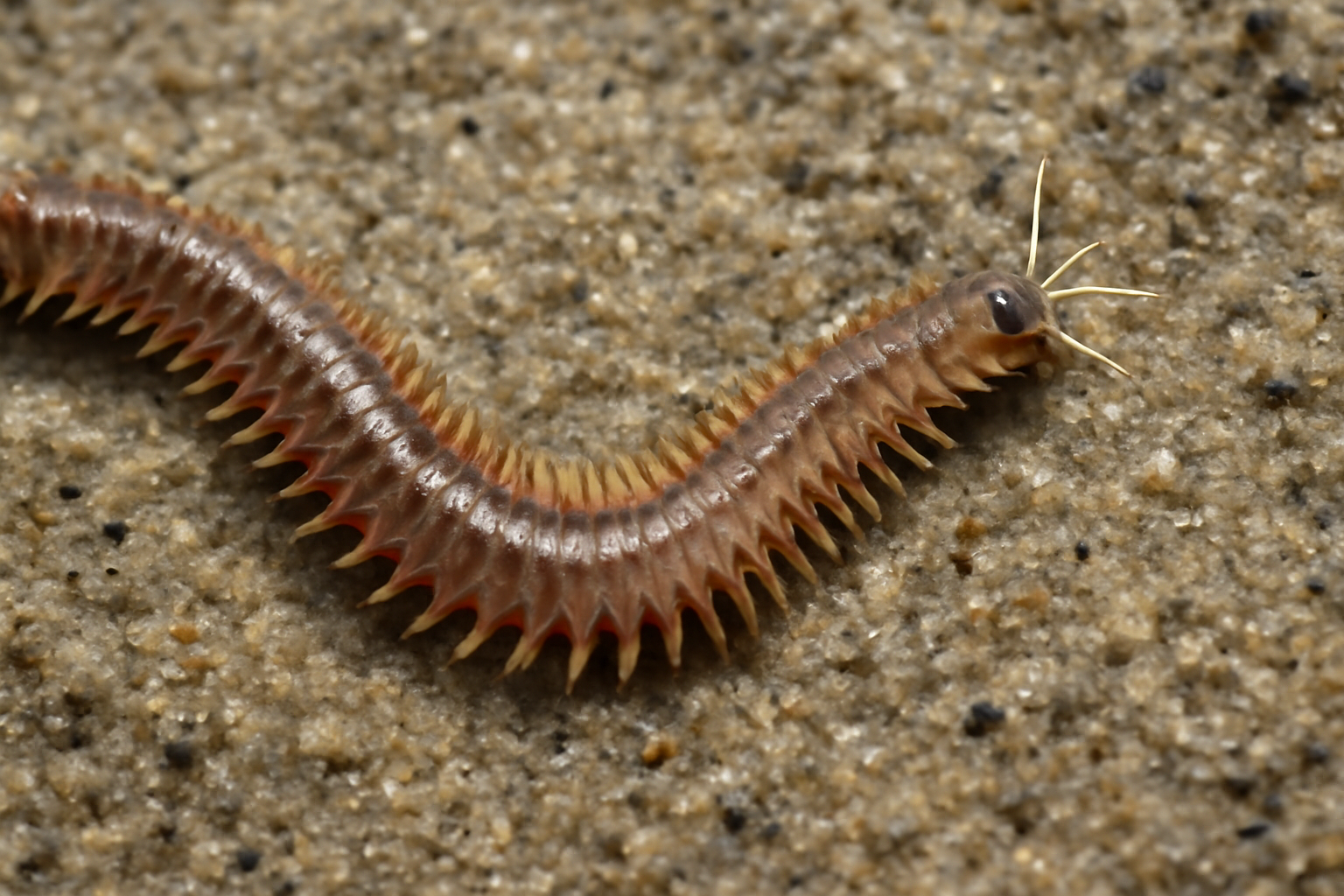 Atlantic Beach Worm