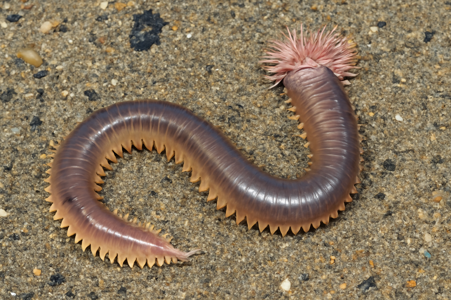 Pacific Beach Worm
