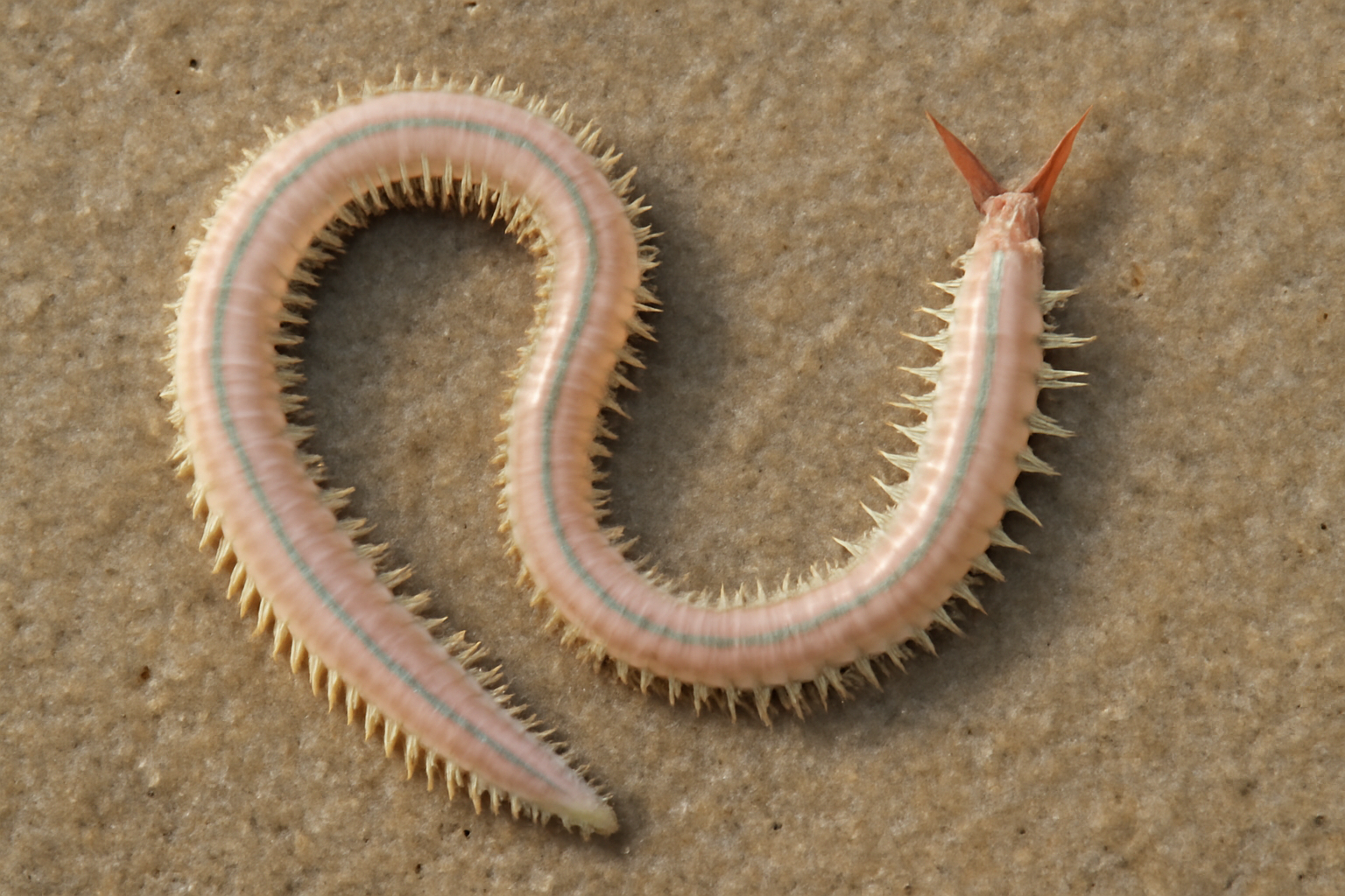 Indian Ocean Beach Worm