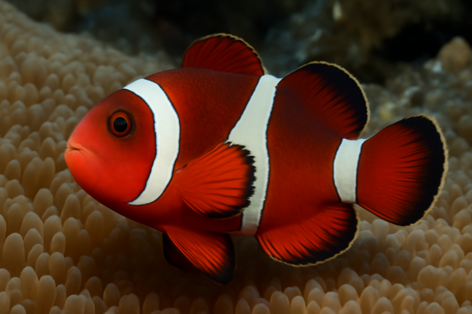 Axiokebuita's Clownfish