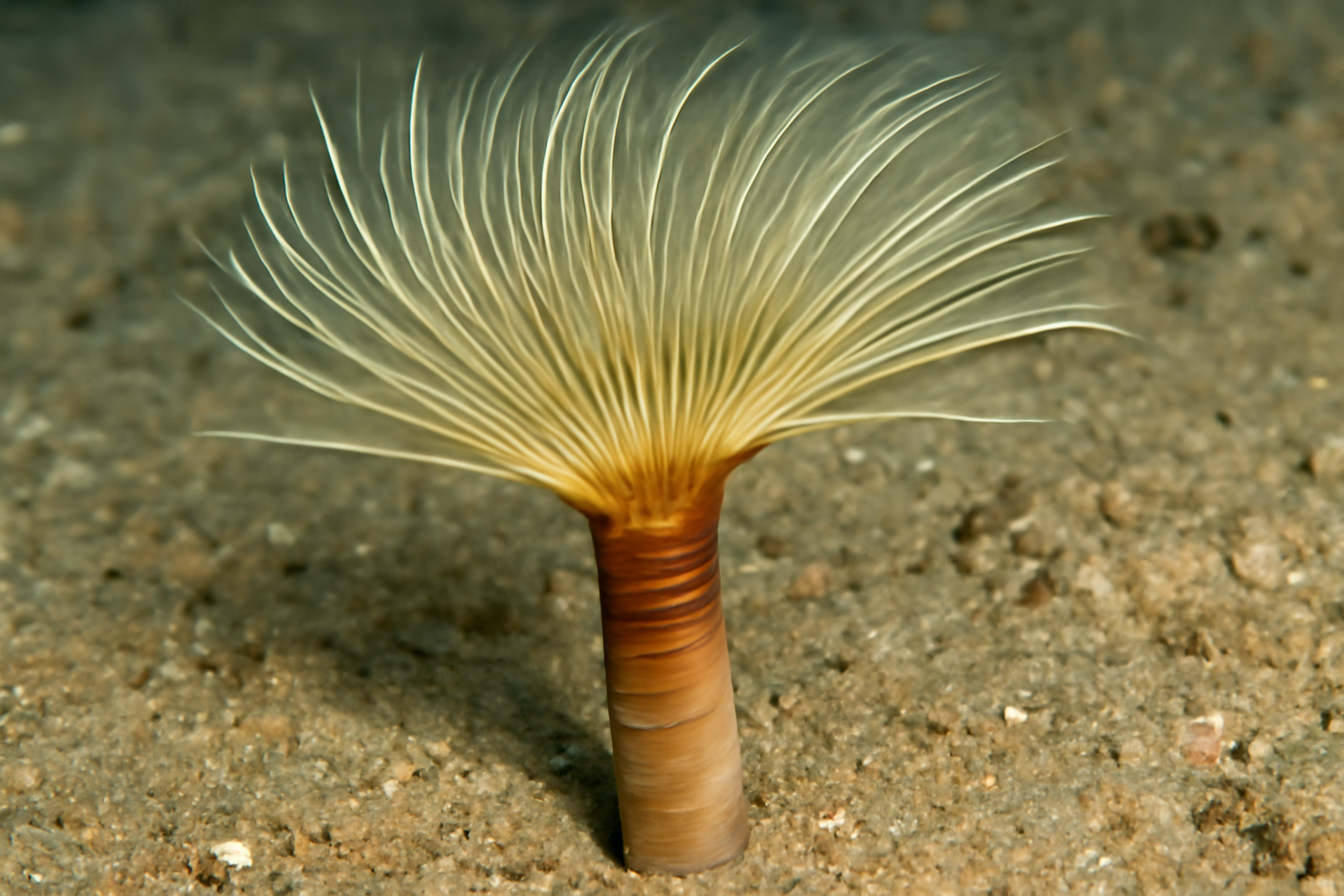Clymenura clypeata