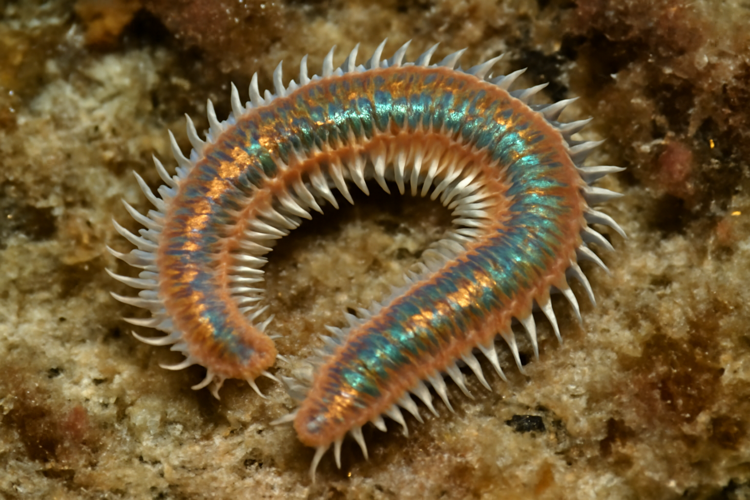 Mediterranean Paddleworm
