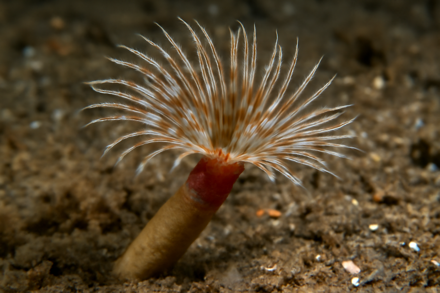 Leioclymenella stutchburyi