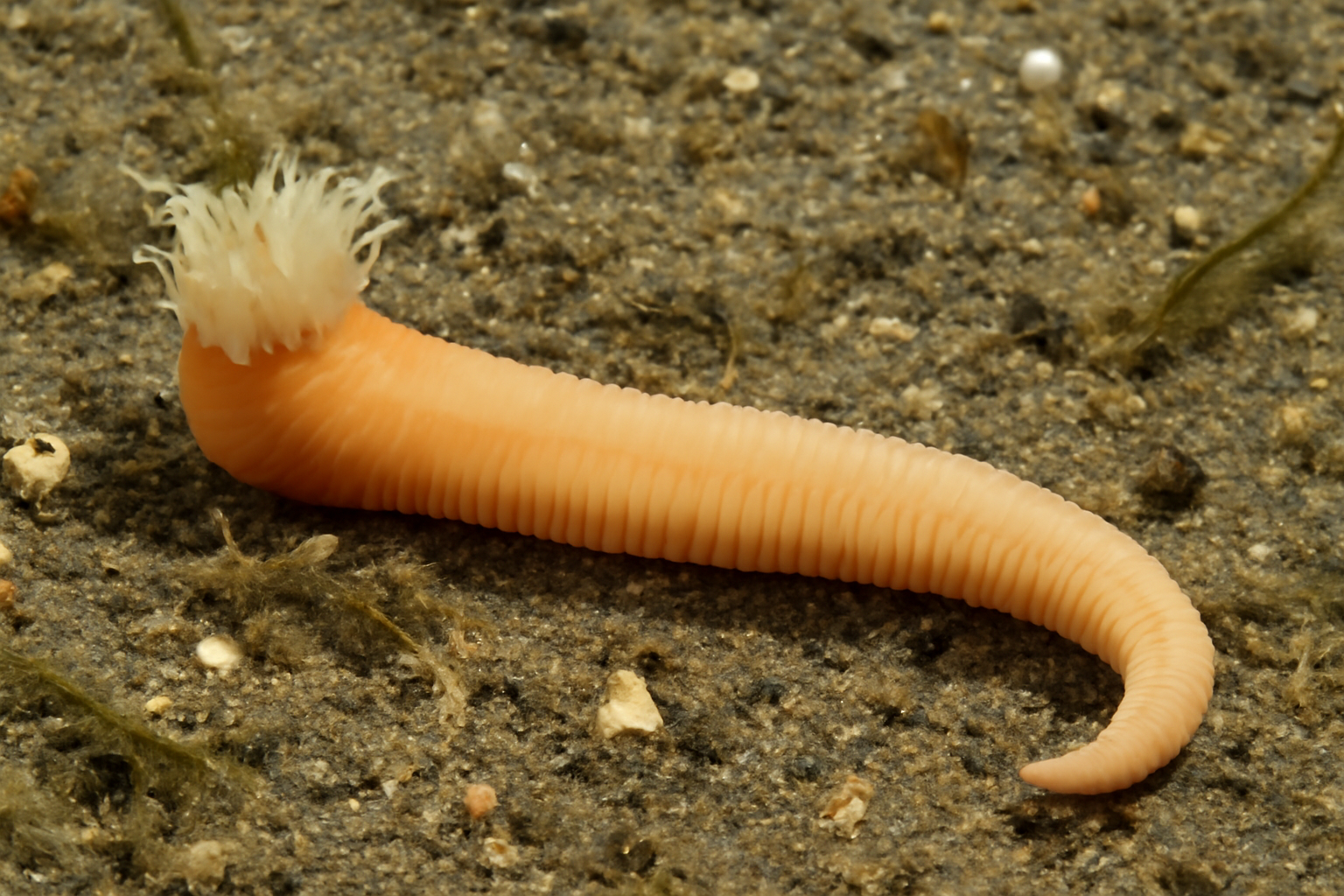 Maldane gracilis