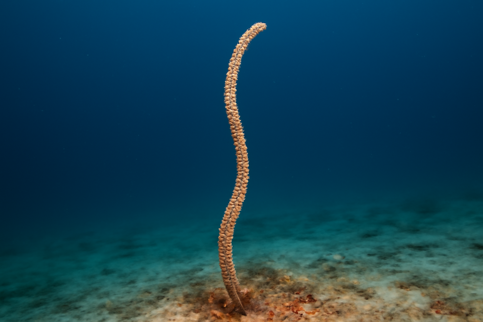 Slender sea whip