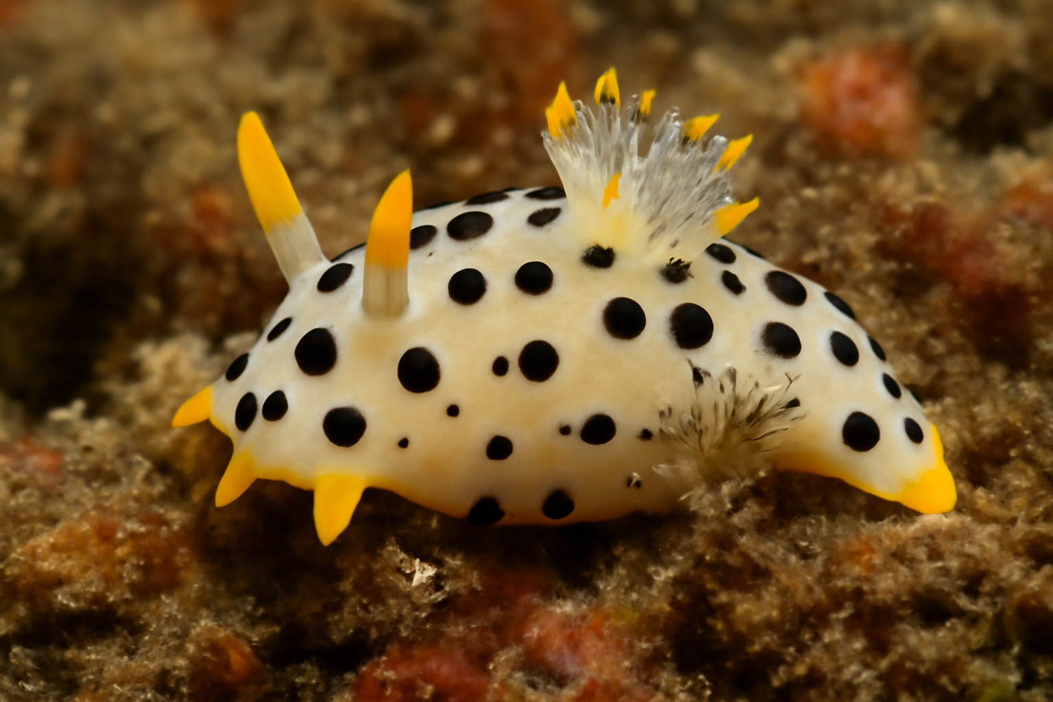 Yellow-tipped Nudibranch