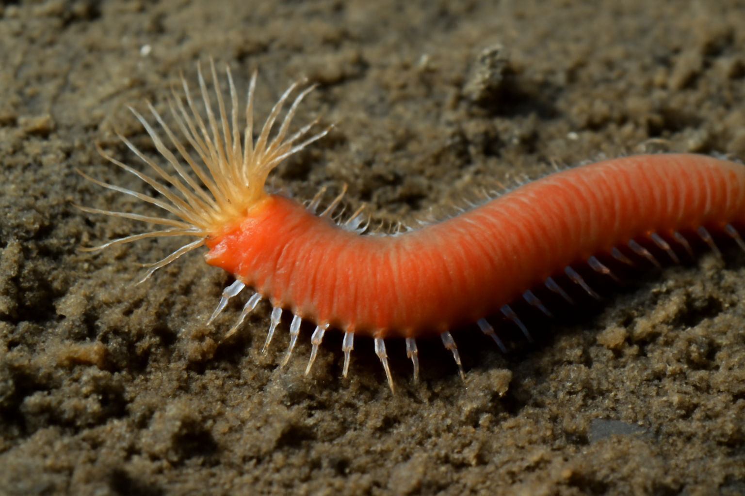 Antarctic Muddy worm