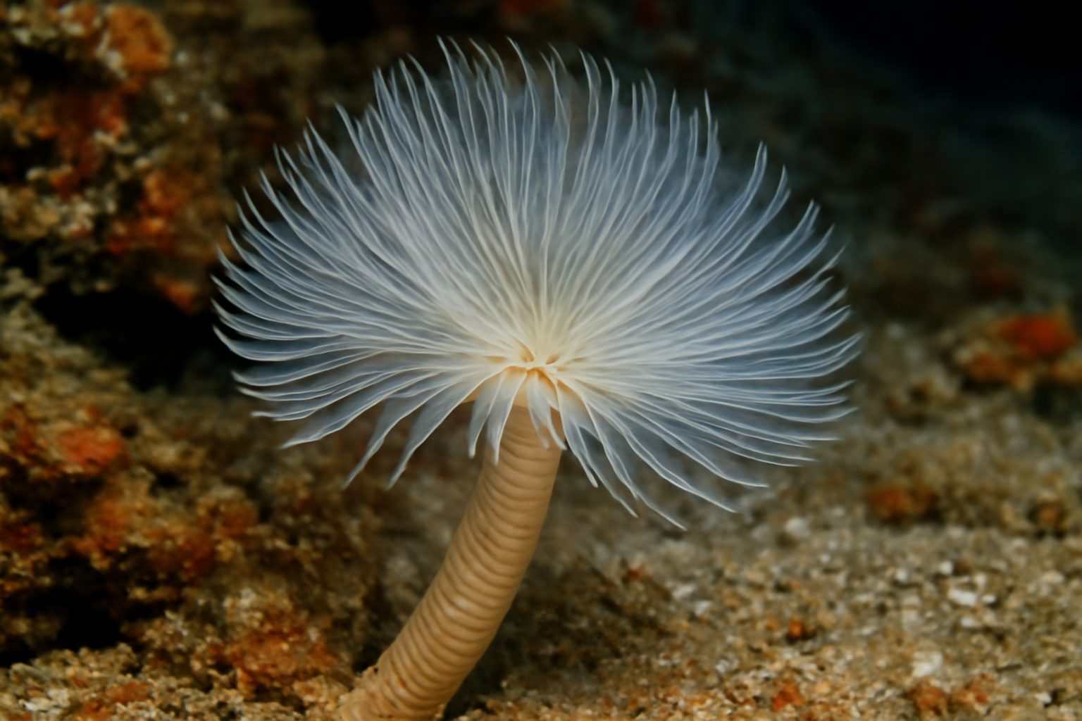 Japanese Parchment Tube Worm