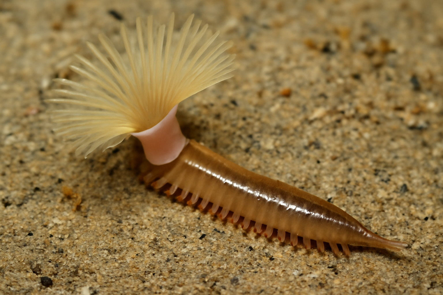 Lagis koreni Worm