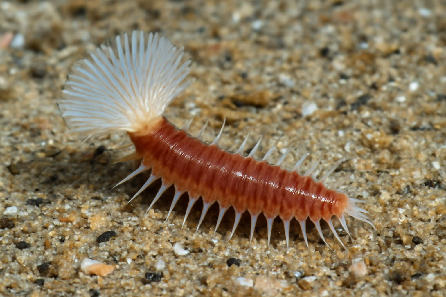 Lagis australis Worm