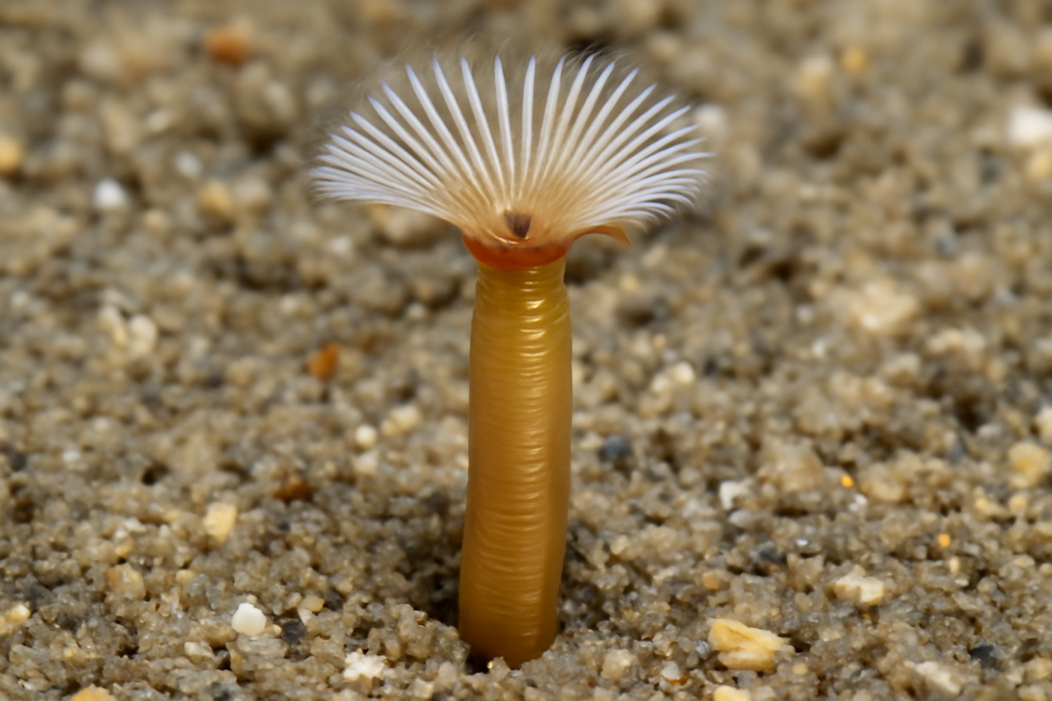Lagis pectinata Worm