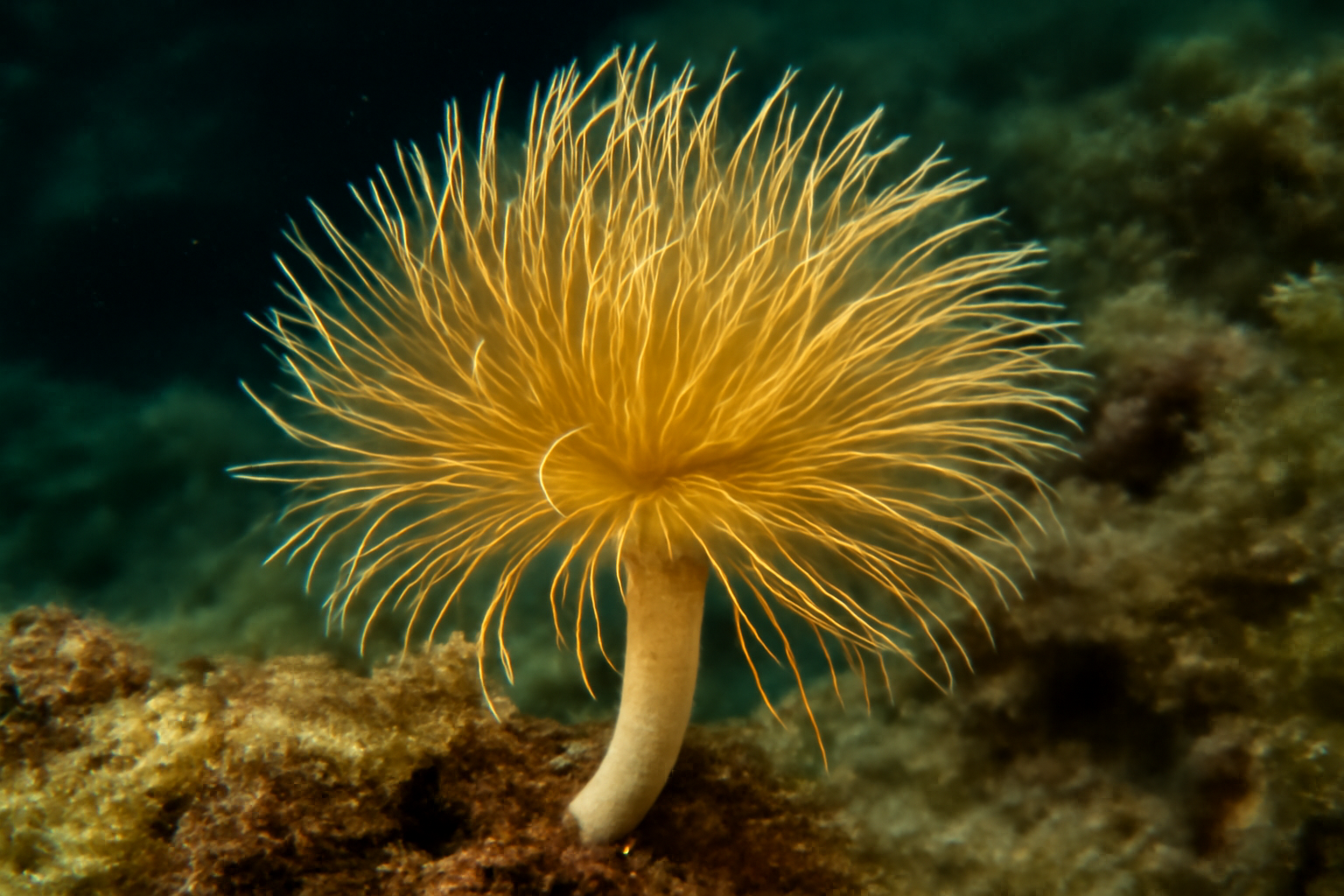 Golden-haired tube worm