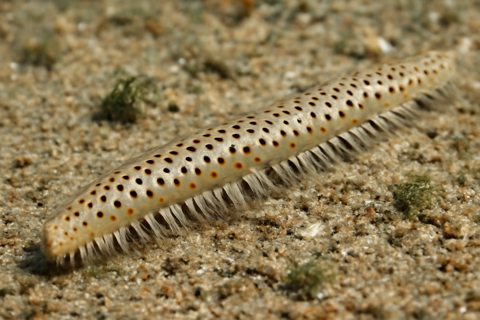Spotted Worm