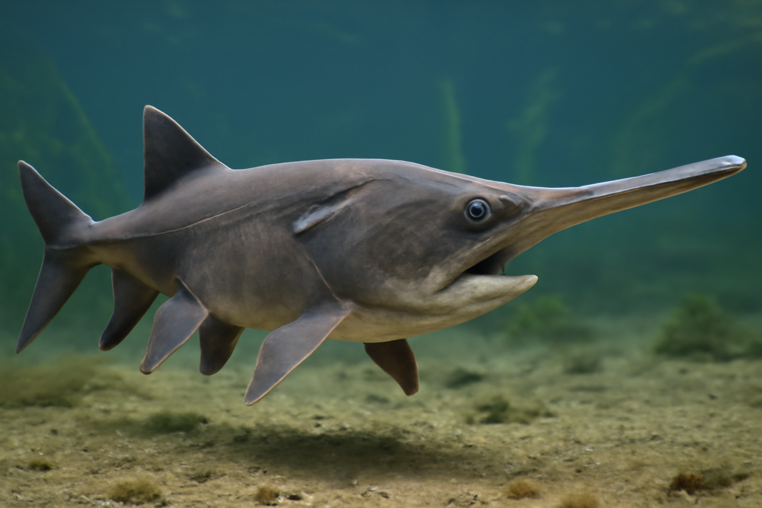 American Paddlefish