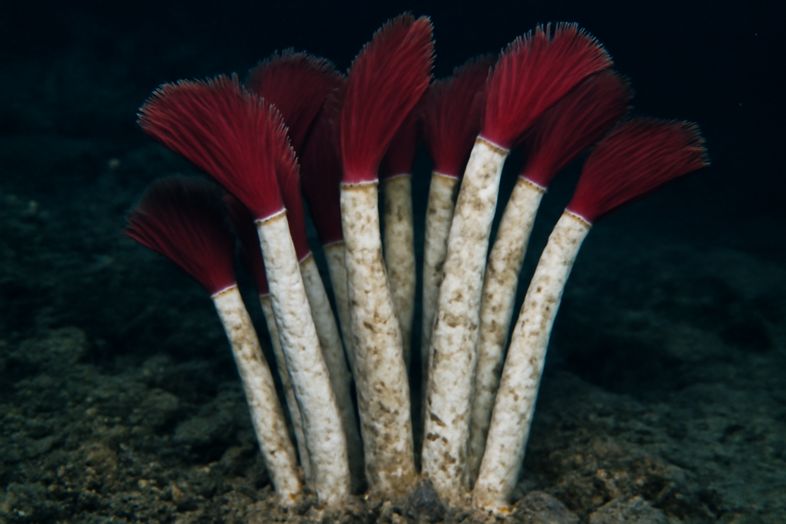 Vestimentiferan Tubeworm