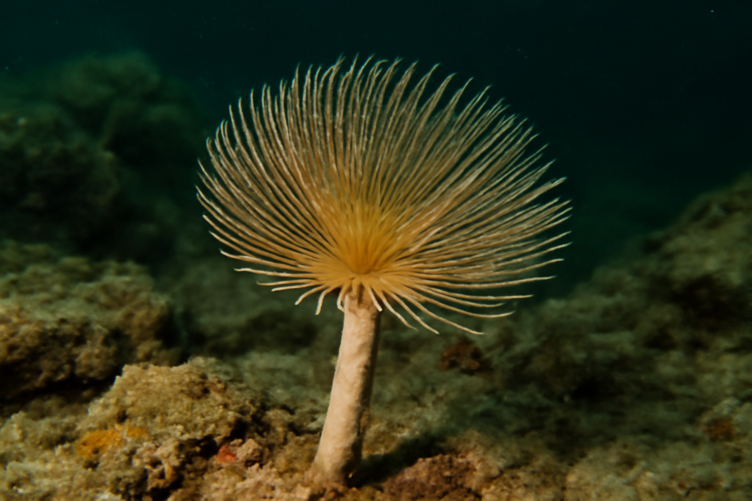 North Atlantic Tubeworm