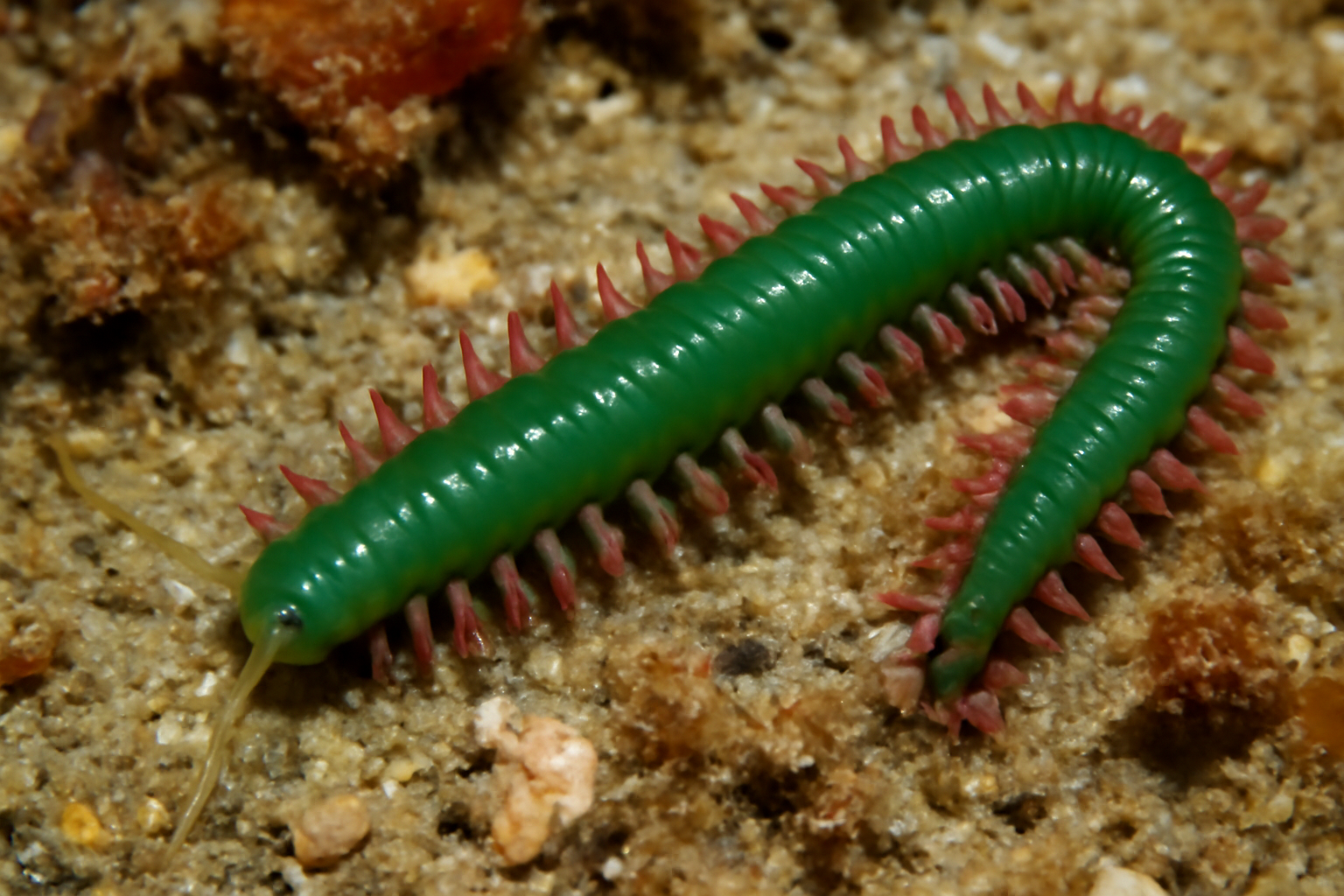 Greenbone Worm