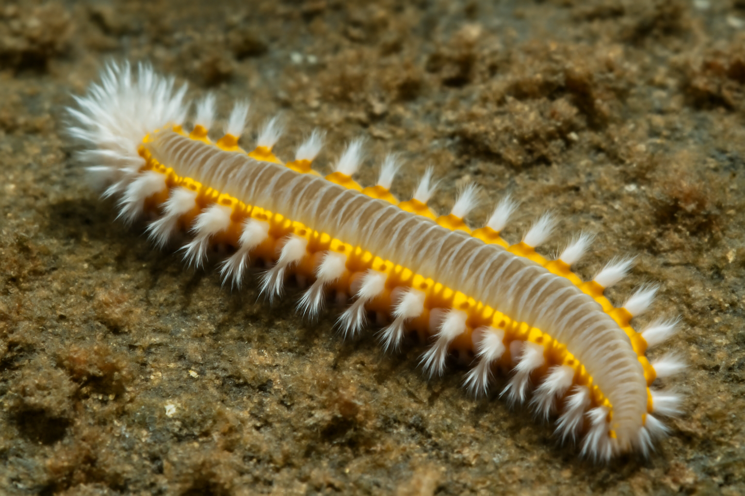 Yellow-Patch Bone Worm