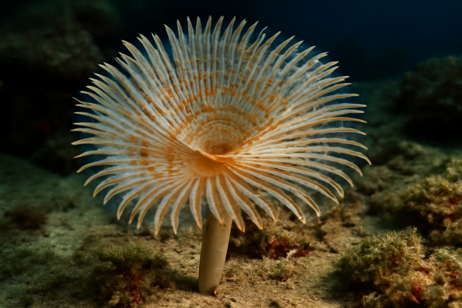 Gulf tube worm
