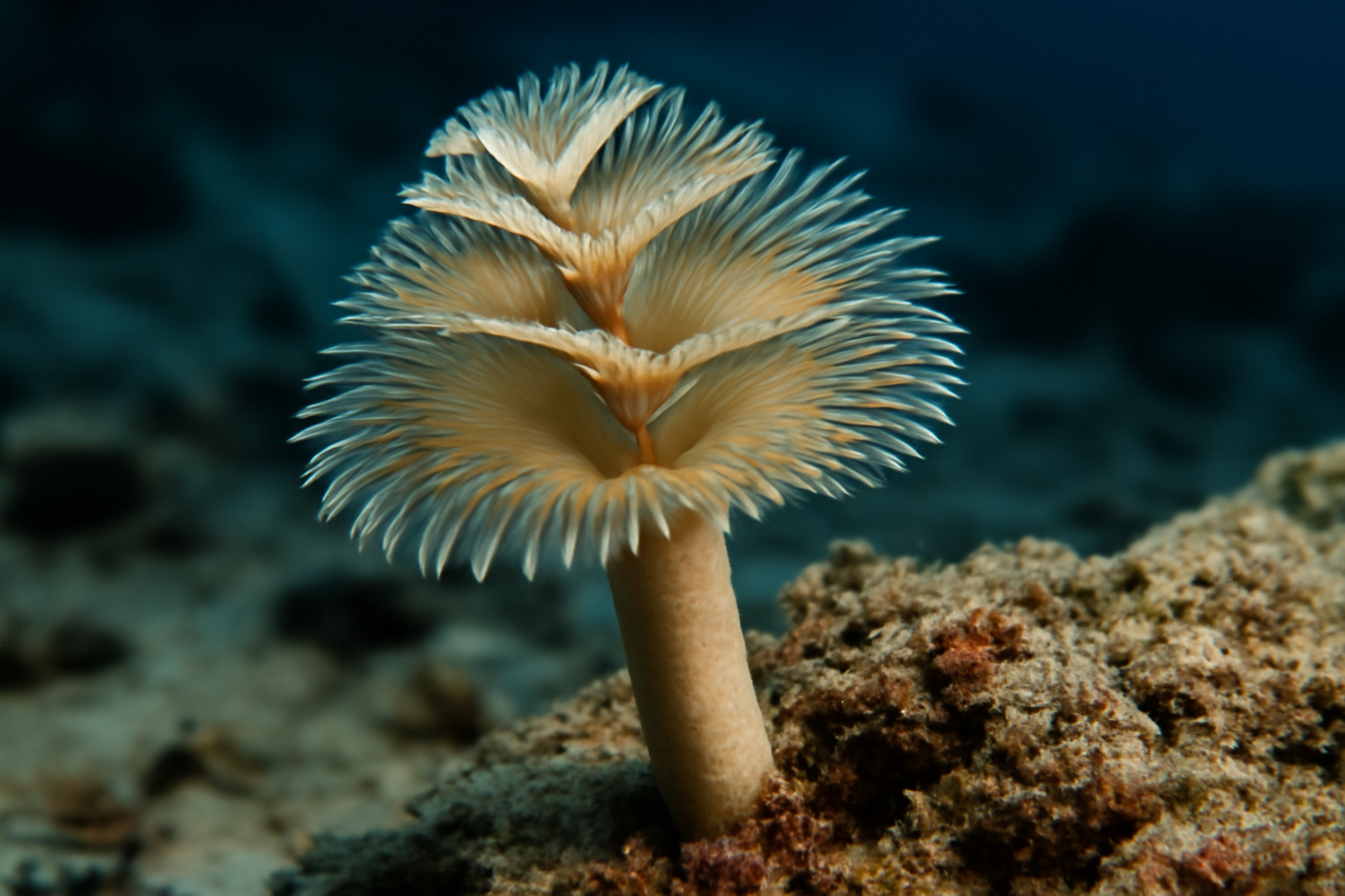 Southwest Indian Ocean tube worm