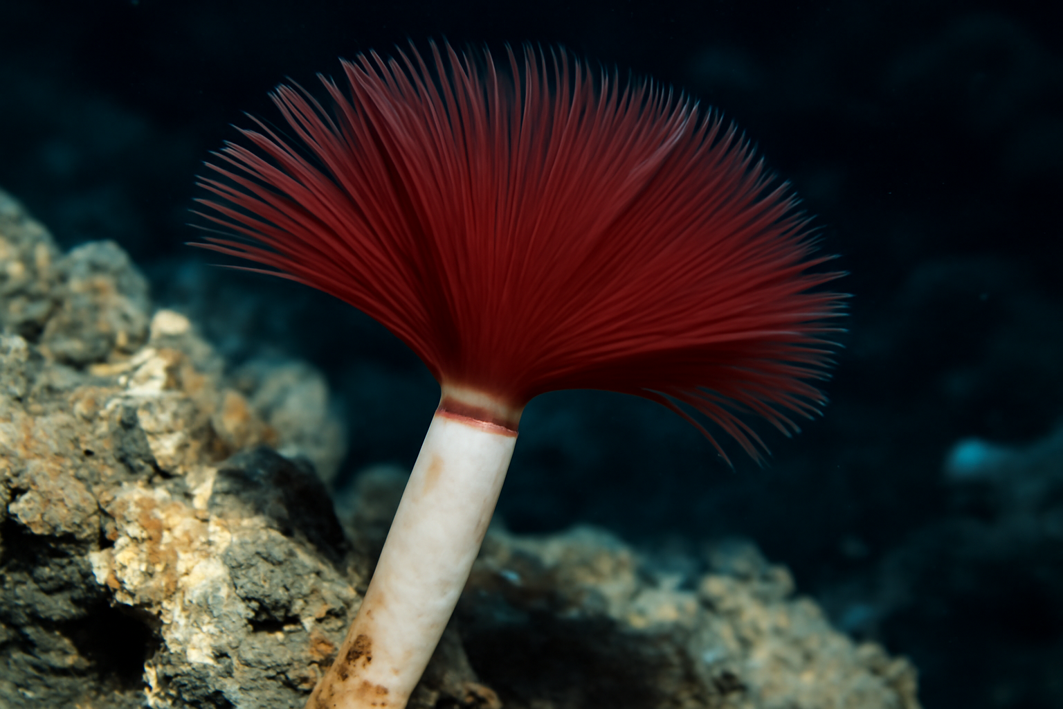 Pacific vent tube worm