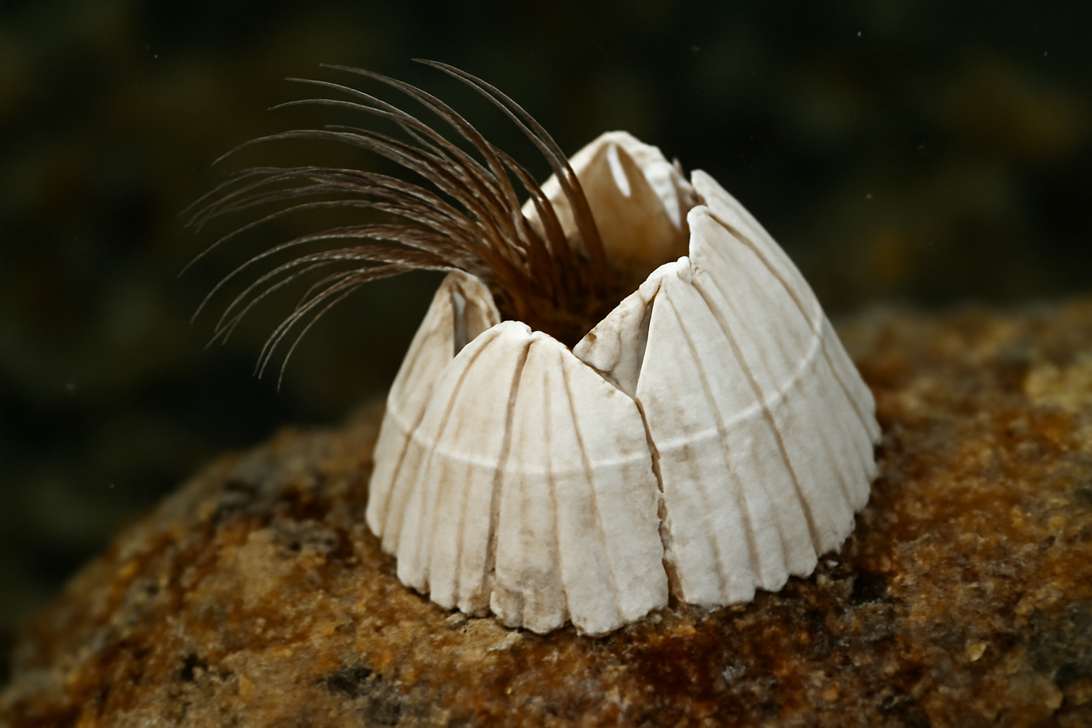 Ivory Barnacle