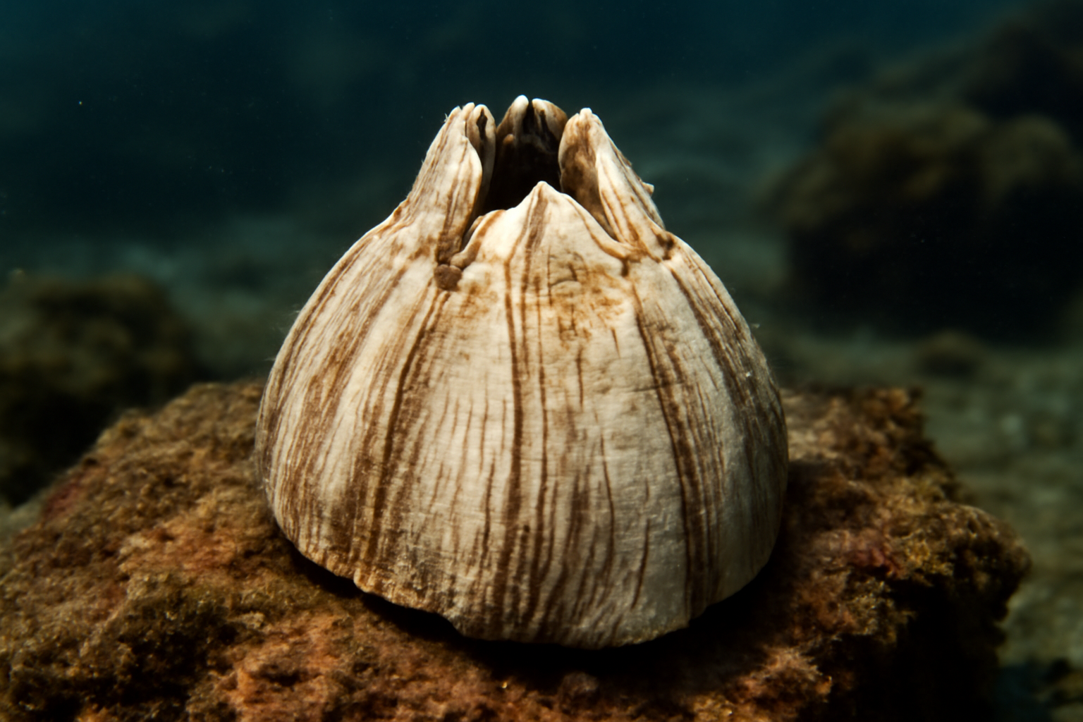 Grand Barnacle