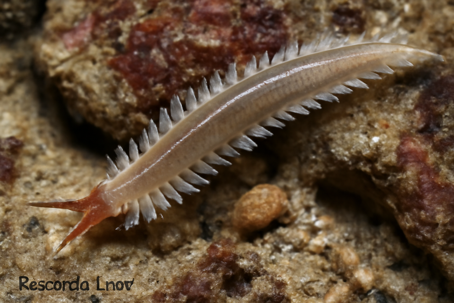Boccardia knoxi