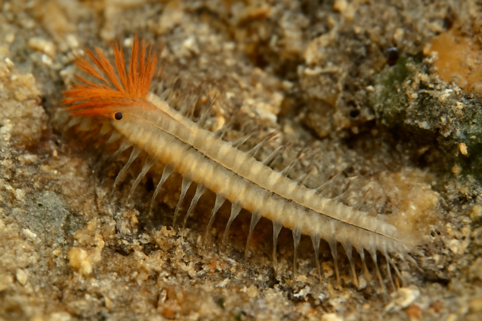Boccardia acus