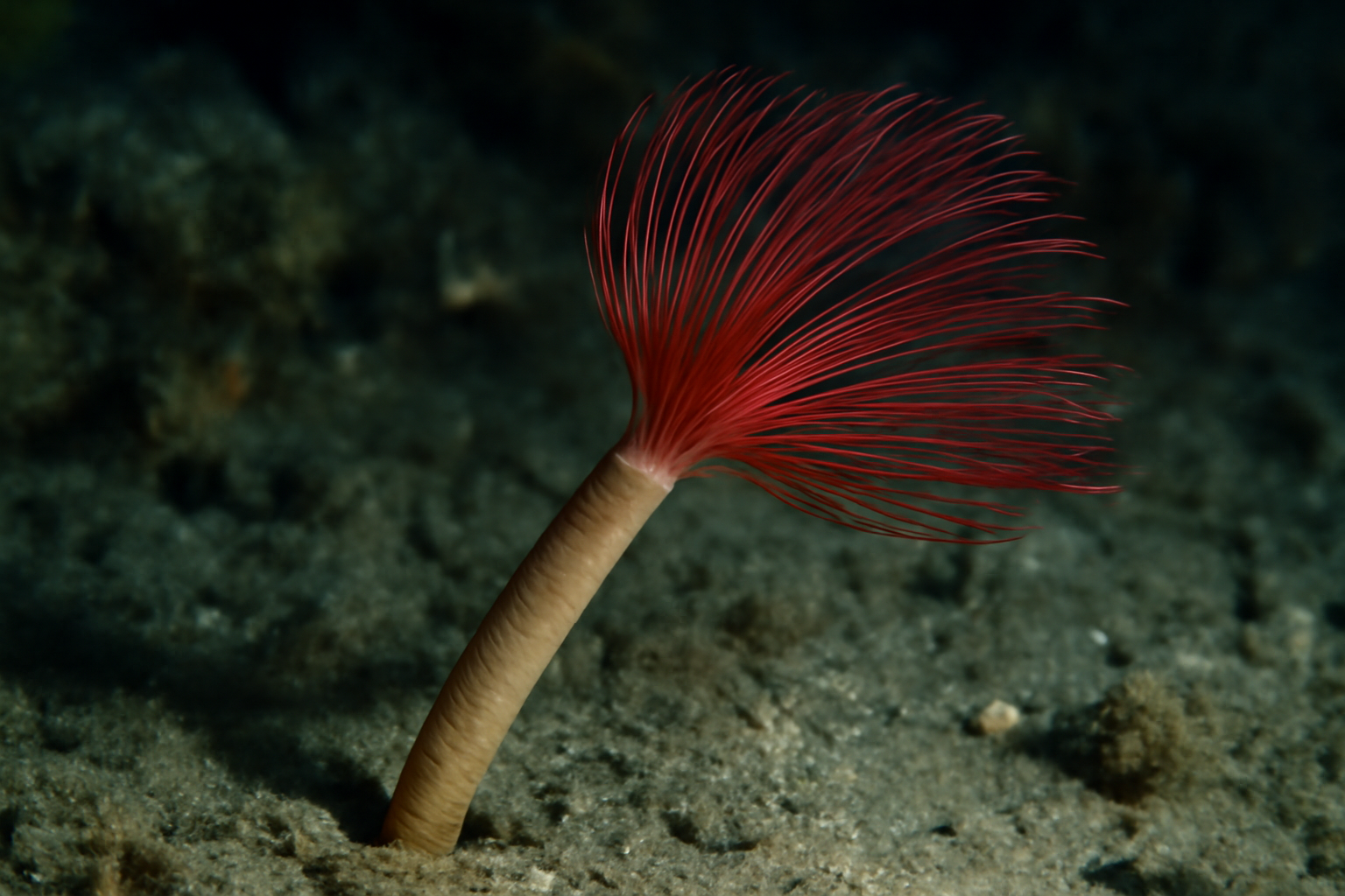 Pogonophoran worm