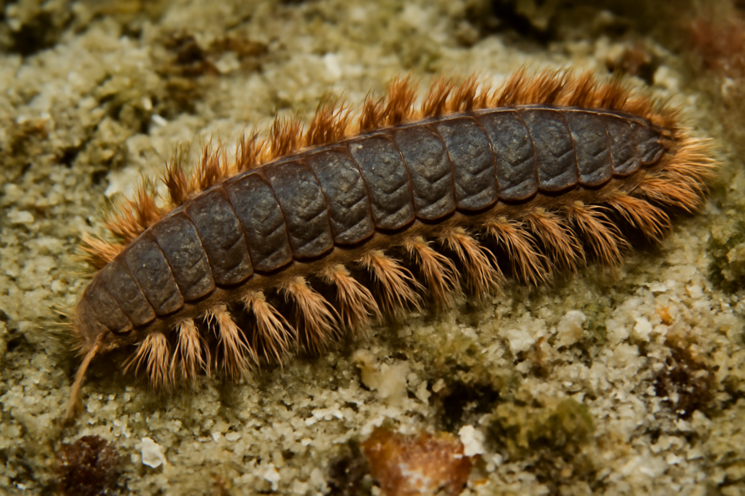 Armored Bristle Worm