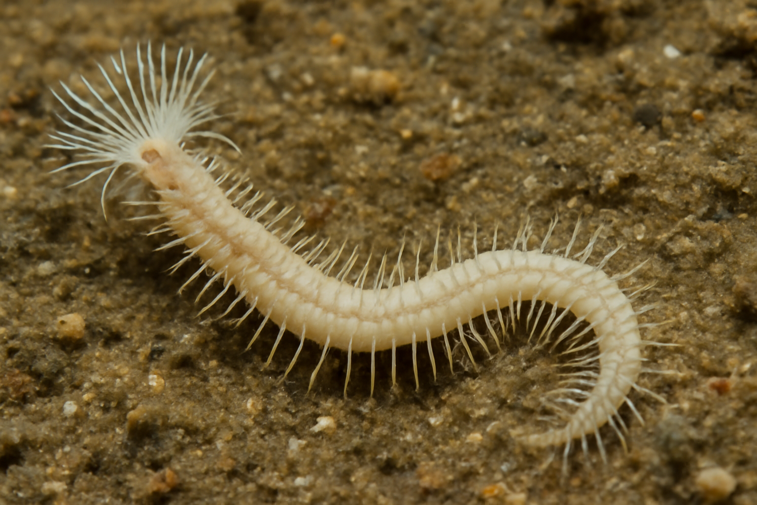 Laonice bahusiensis