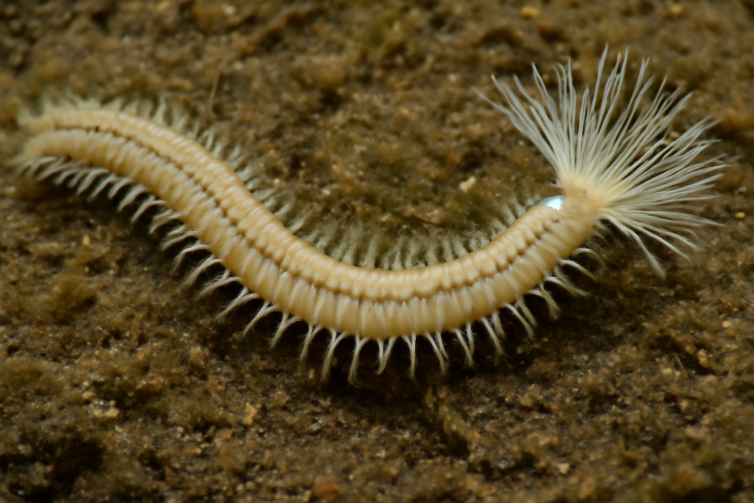 Laonice branchiata