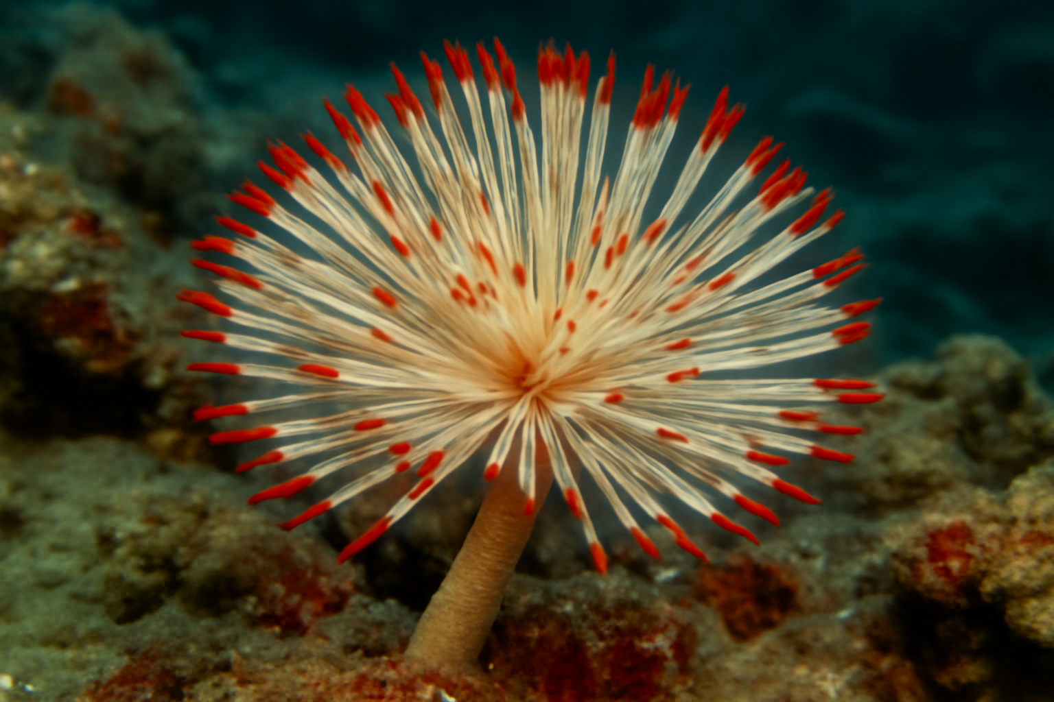 Red-tipped Fan Worm