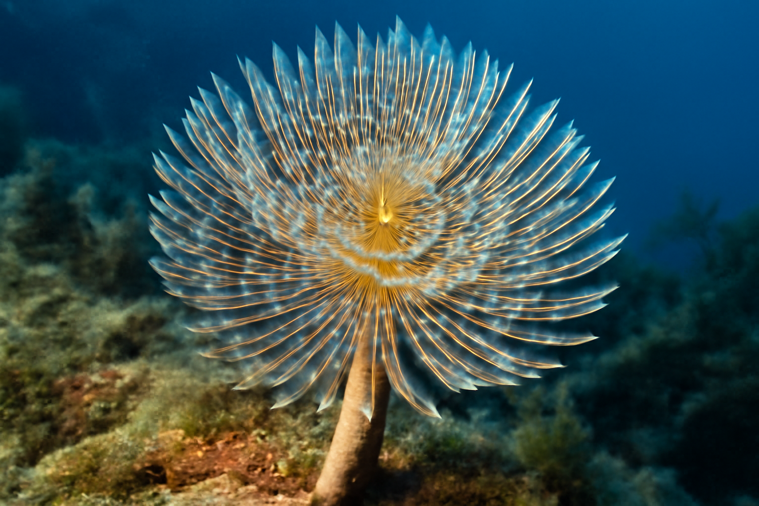 Mediterranean Fan Worm