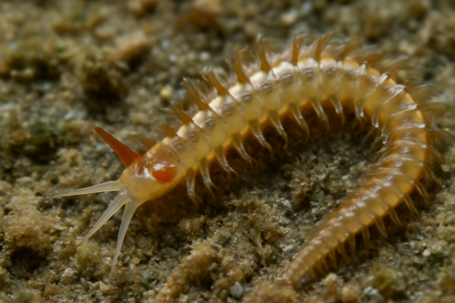 Polydora brevipalpa