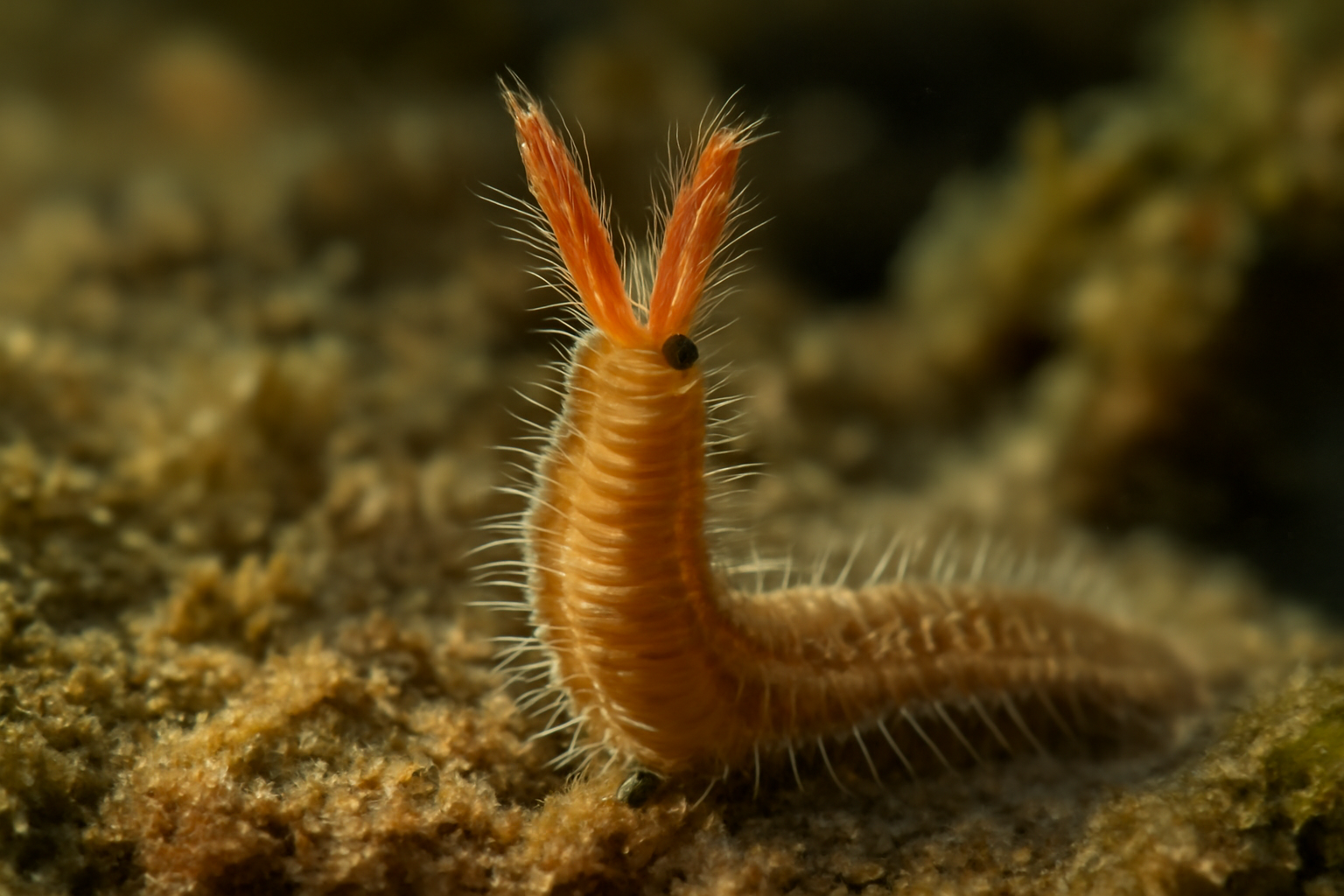 Polydora ciliata