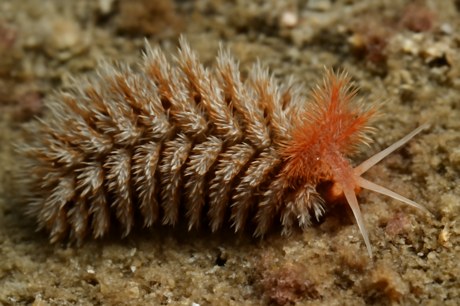 Multibranch worm