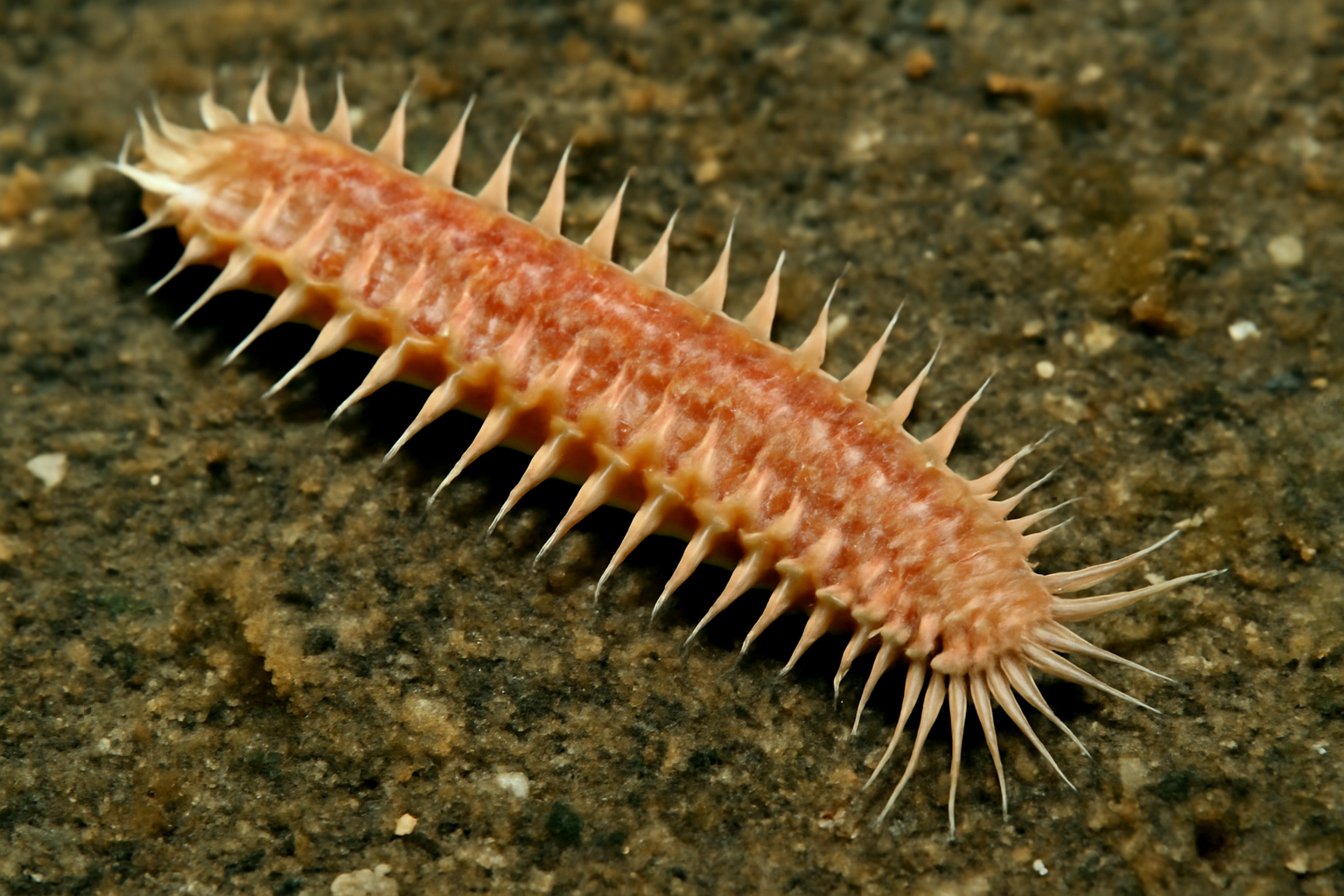 Paired-spine Worm