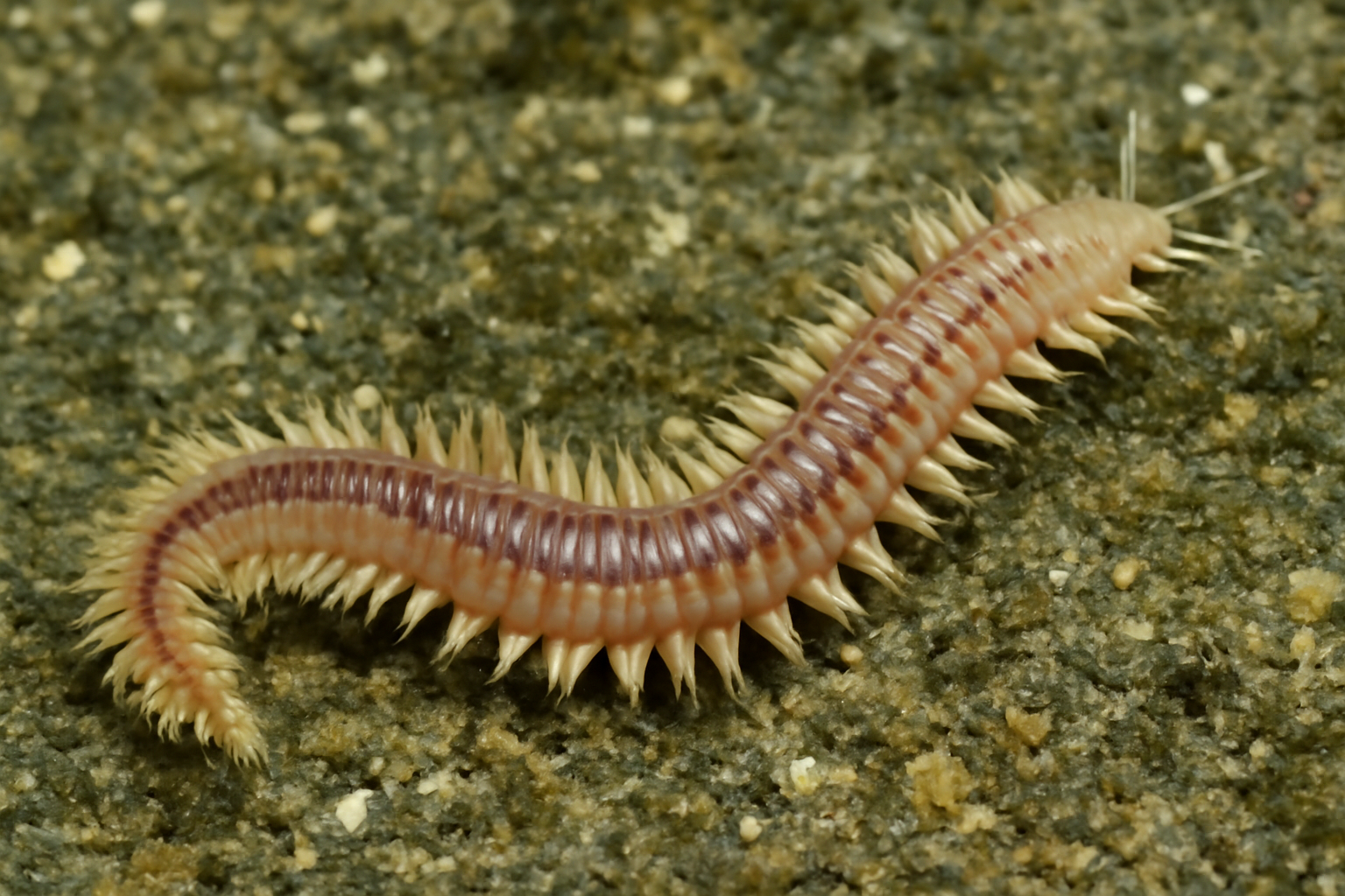 Japanese Worm