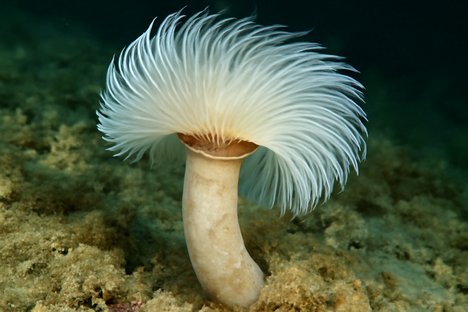 Thick Tube Worm