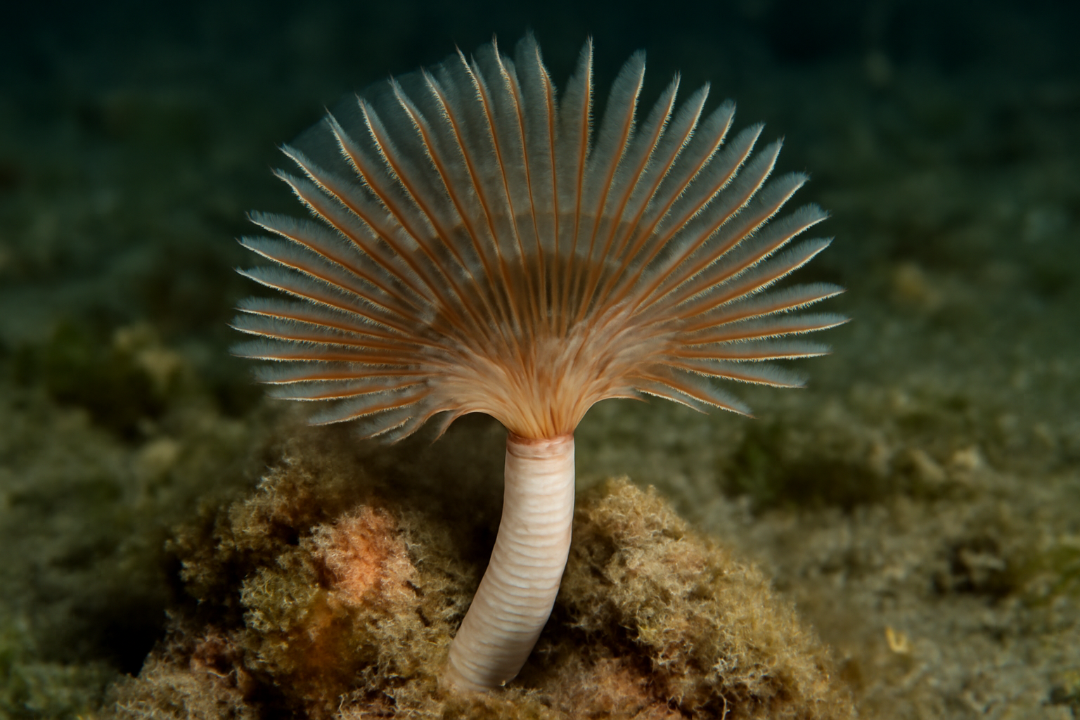 American Tube Worm
